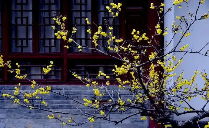 院子這樣規劃,一年四季都有花看!