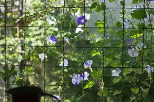 院子這樣規劃，一年四季都有花看！