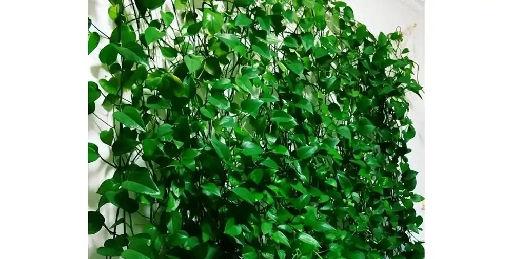 黃金葛爺爺爬滿屋六年長成熱帶雨林