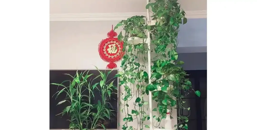 黃金葛爺爺爬滿屋六年長成熱帶雨林