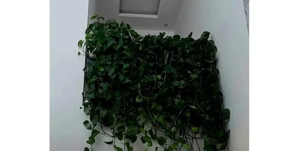 黃金葛爺爺爬滿屋六年長成熱帶雨林