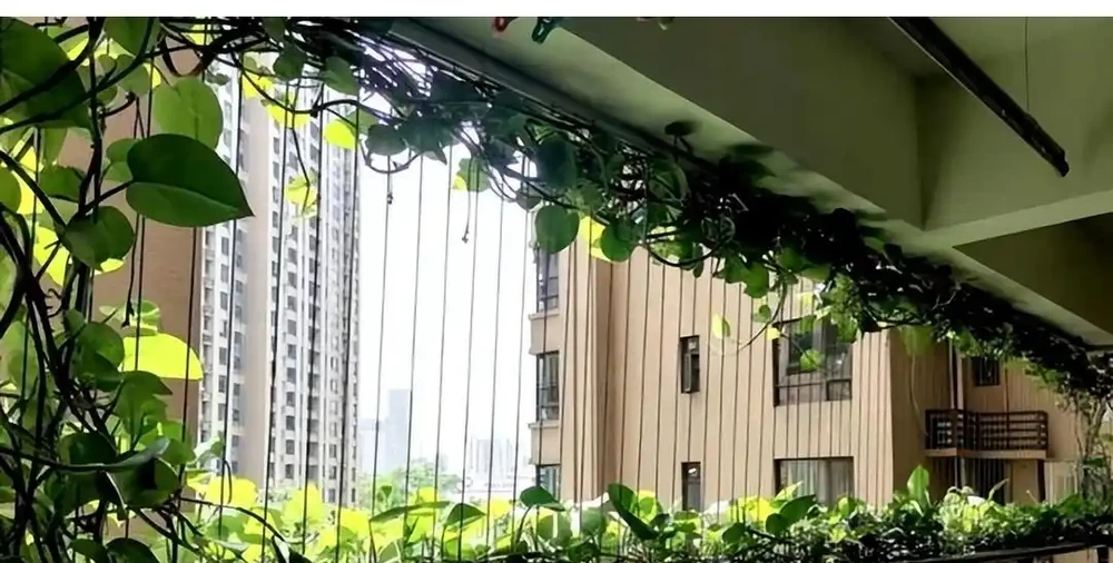 黃金葛爺爺爬滿屋六年長成熱帶雨林