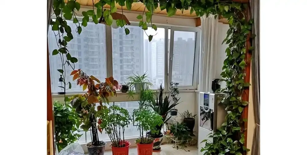 黃金葛爺爺爬滿屋六年長成熱帶雨林
