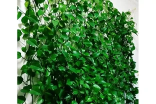 黃金葛爺爺爬滿屋六年長成熱帶雨林