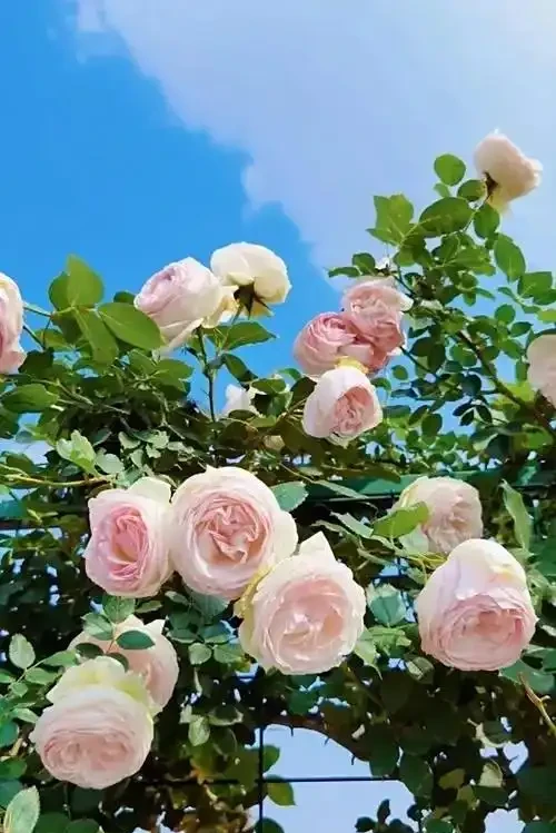 玫瑰正確栽種方法,學會這些花開不斷
