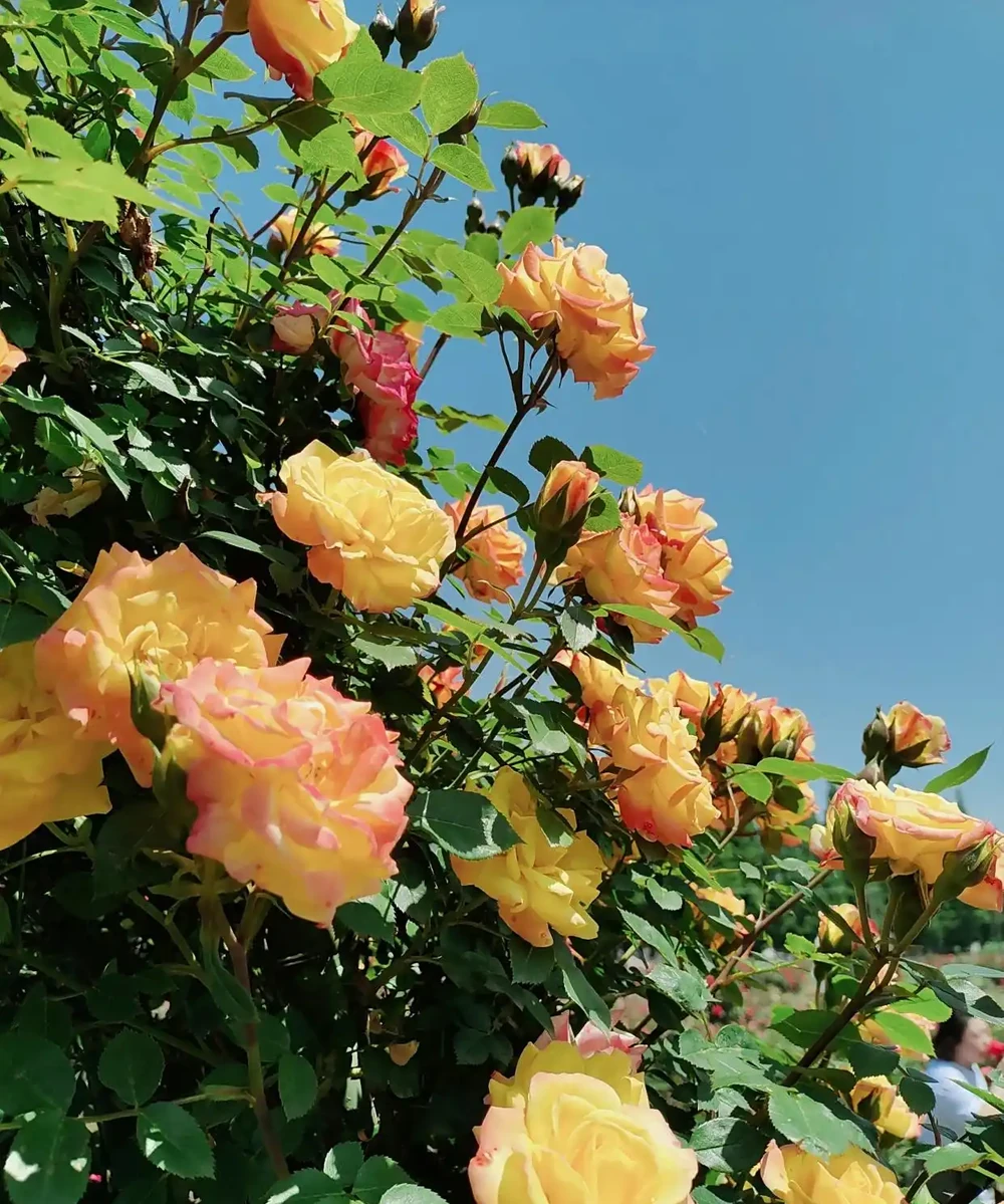 玫瑰正確栽種方法,學會這些花開不斷