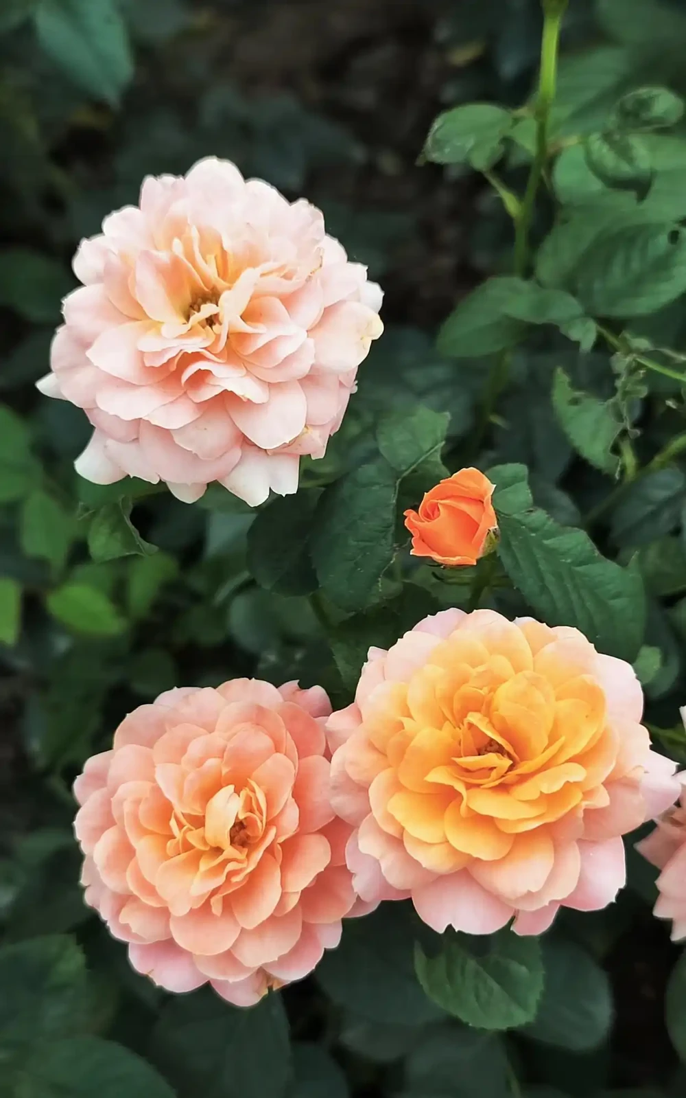 玫瑰正確栽種方法,學會這些花開不斷