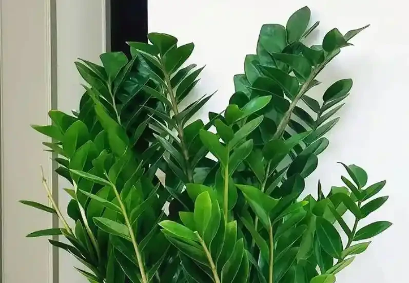 雪鐵芋怎麼養？做到5點，葉片油綠有光澤，四季常綠財運旺！