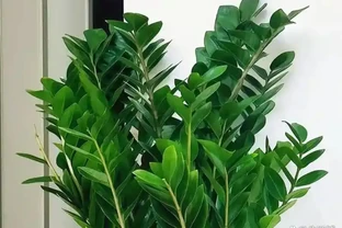 雪鐵芋怎麼養？做到5點，葉片油綠有光澤，四季常綠財運旺！