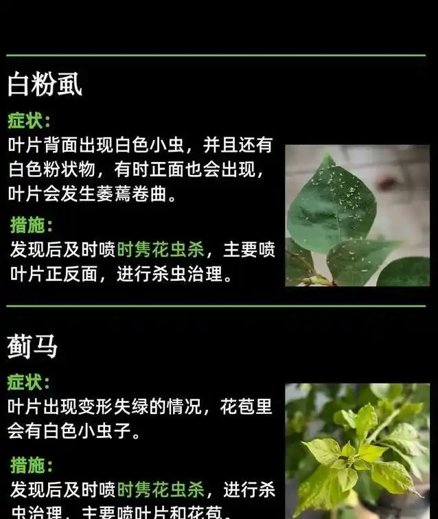 九重葛葉子黃了咋辦?3招救花,7天重現滿枝紅!