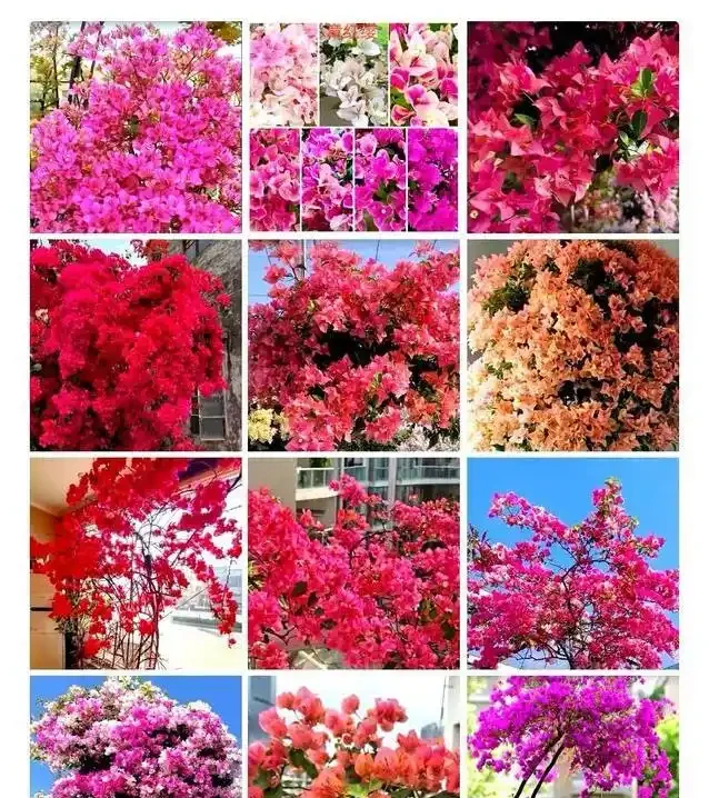 九重葛葉子黃了咋辦?3招救花,7天重現滿枝紅!