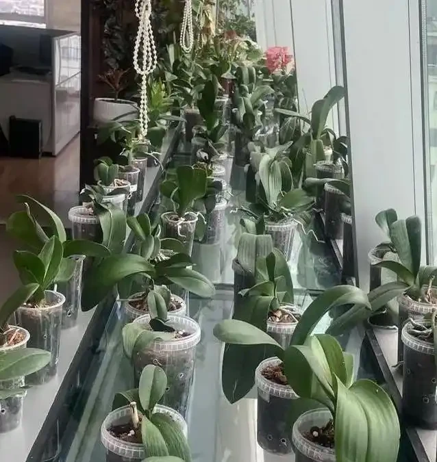 北方暖氣乾死蝴蝶蘭?奶茶杯悶養10天出翡翠根,省錢又好看!