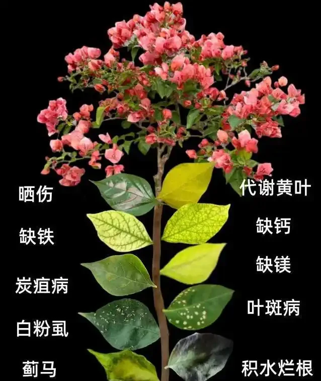 九重葛葉子黃了咋辦?3招救花,7天重現滿枝紅!