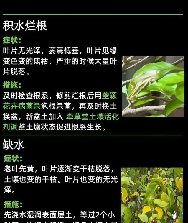 九重葛葉子黃了咋辦?3招救花,7天重現滿枝紅!