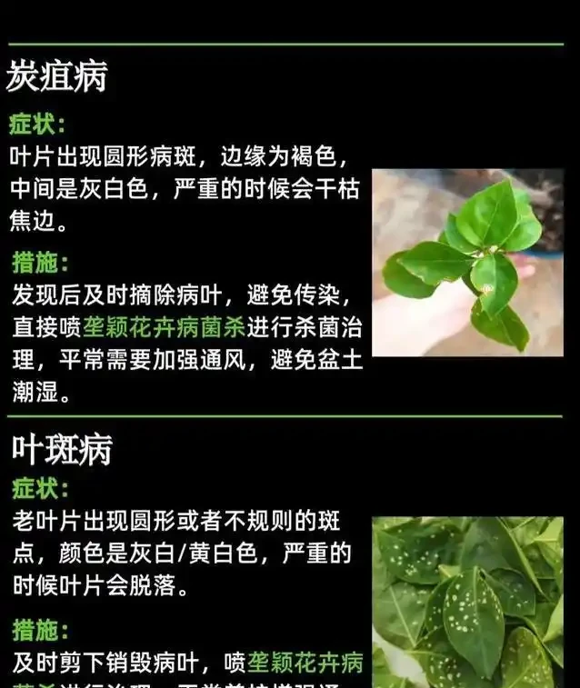 九重葛葉子黃了咋辦?3招救花,7天重現滿枝紅!