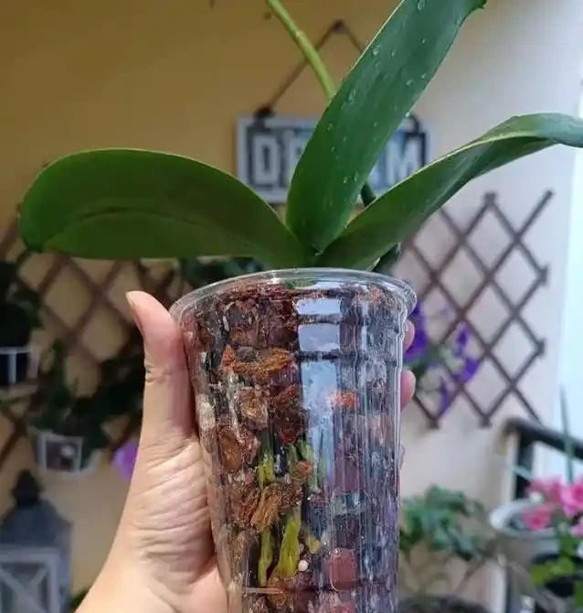 北方暖氣乾死蝴蝶蘭?奶茶杯悶養10天出翡翠根,省錢又好看!