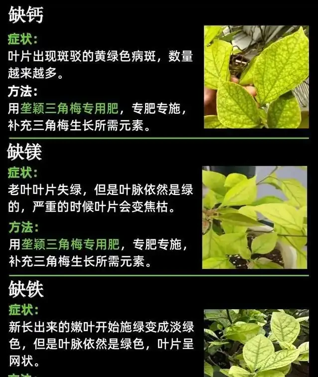 九重葛葉子黃了咋辦?3招救花,7天重現滿枝紅!