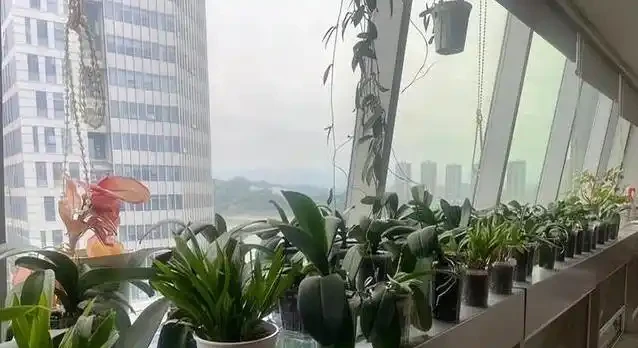 北方暖氣乾死蝴蝶蘭?奶茶杯悶養10天出翡翠根,省錢又好看!