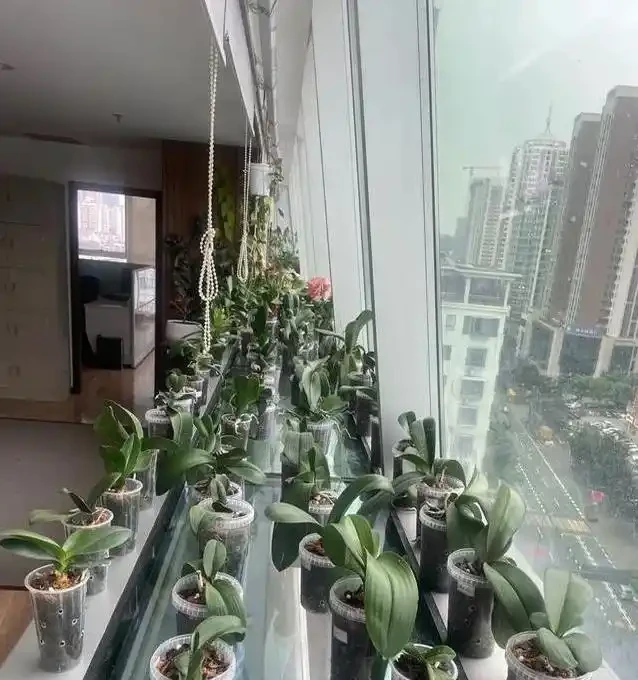 北方暖氣乾死蝴蝶蘭?奶茶杯悶養10天出翡翠根,省錢又好看!
