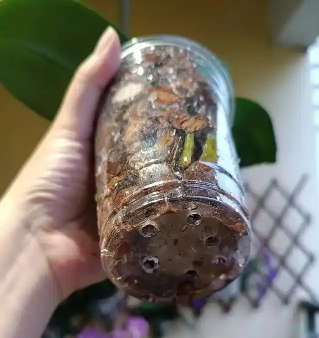 北方暖氣乾死蝴蝶蘭?奶茶杯悶養10天出翡翠根,省錢又好看!