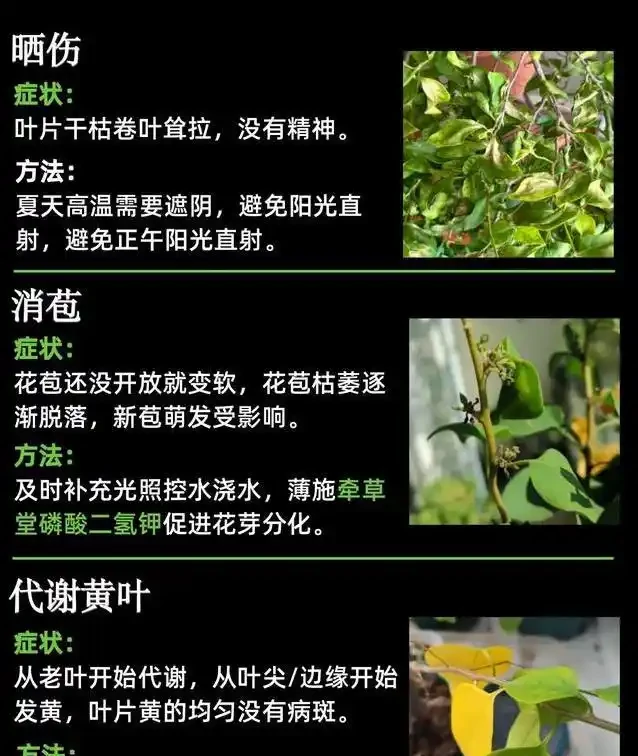 九重葛葉子黃了咋辦?3招救花,7天重現滿枝紅!