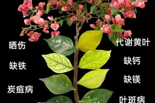 九重葛葉子黃了咋辦？3招救花，7天重現滿枝紅！