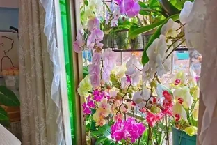 北方暖氣乾死蝴蝶蘭？奶茶杯悶養10天出翡翠根，省錢又好看！