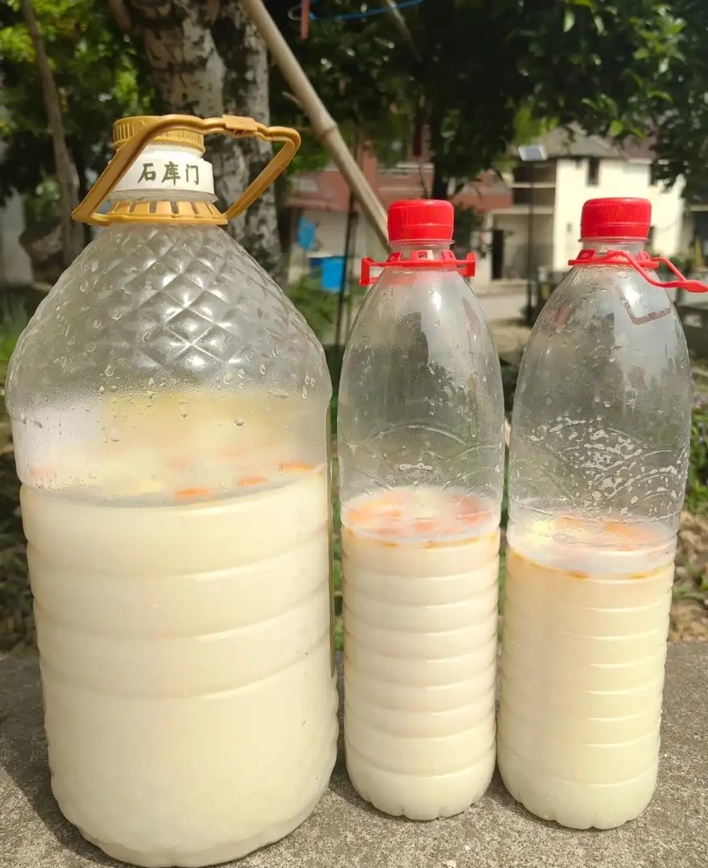 別倒淘米水!用它養花種菜,省錢還長得旺