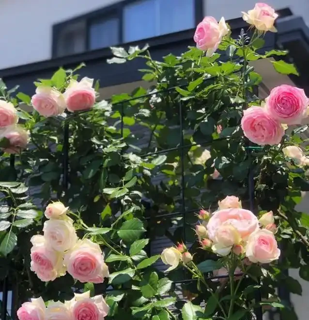 玫瑰界的十位「花魁」,顏值爆表香滿園,你家種了哪一種?