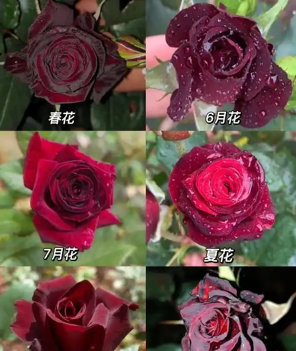 玫瑰界的十位「花魁」,顏值爆表香滿園,你家種了哪一種?