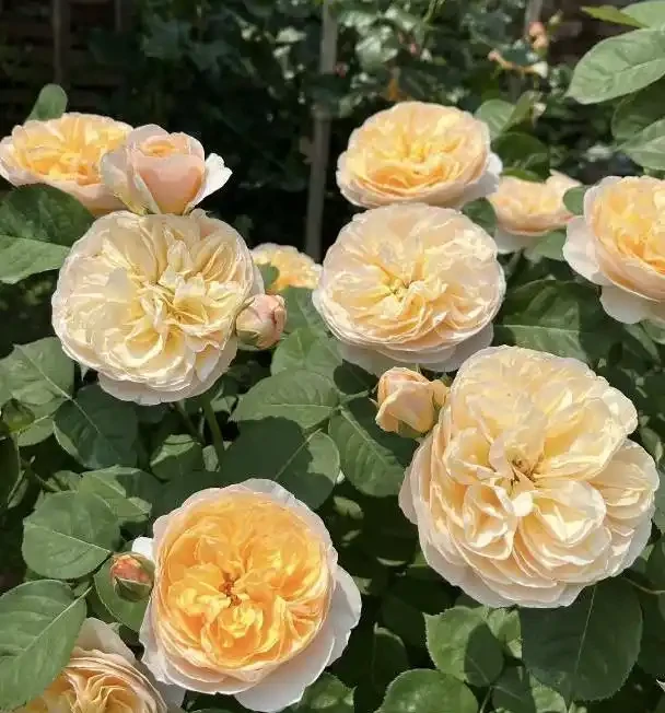 玫瑰界的十位「花魁」,顏值爆表香滿園,你家種了哪一種?