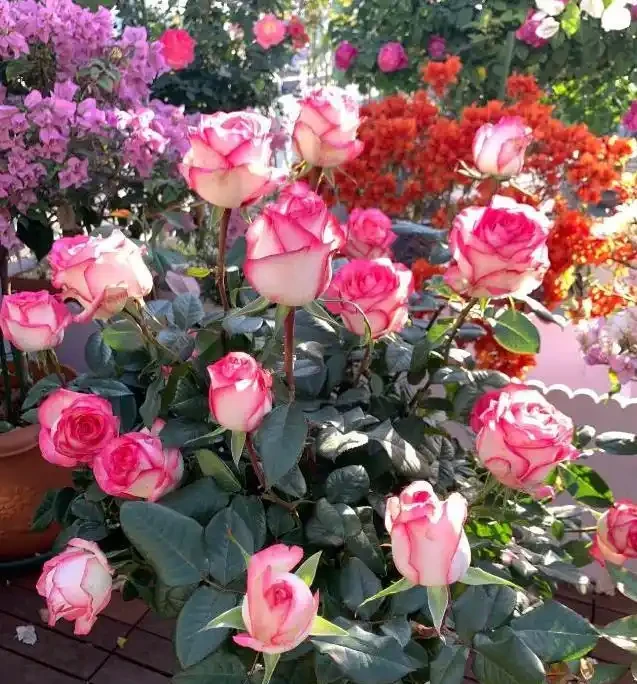 玫瑰界的十位「花魁」,顏值爆表香滿園,你家種了哪一種?