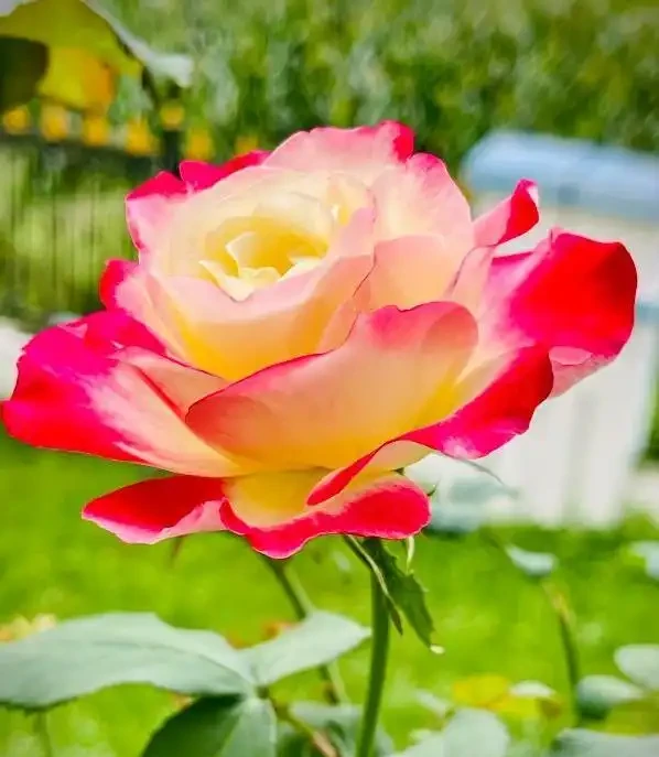 玫瑰界的十位「花魁」,顏值爆表香滿園,你家種了哪一種?