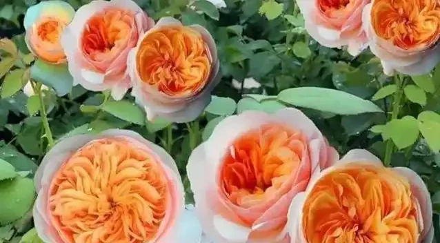 玫瑰界的十位「花魁」,顏值爆表香滿園,你家種了哪一種?