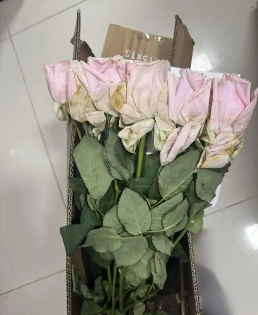 什麼是醒花?原來鮮花 「喝飽水」,能美更多天