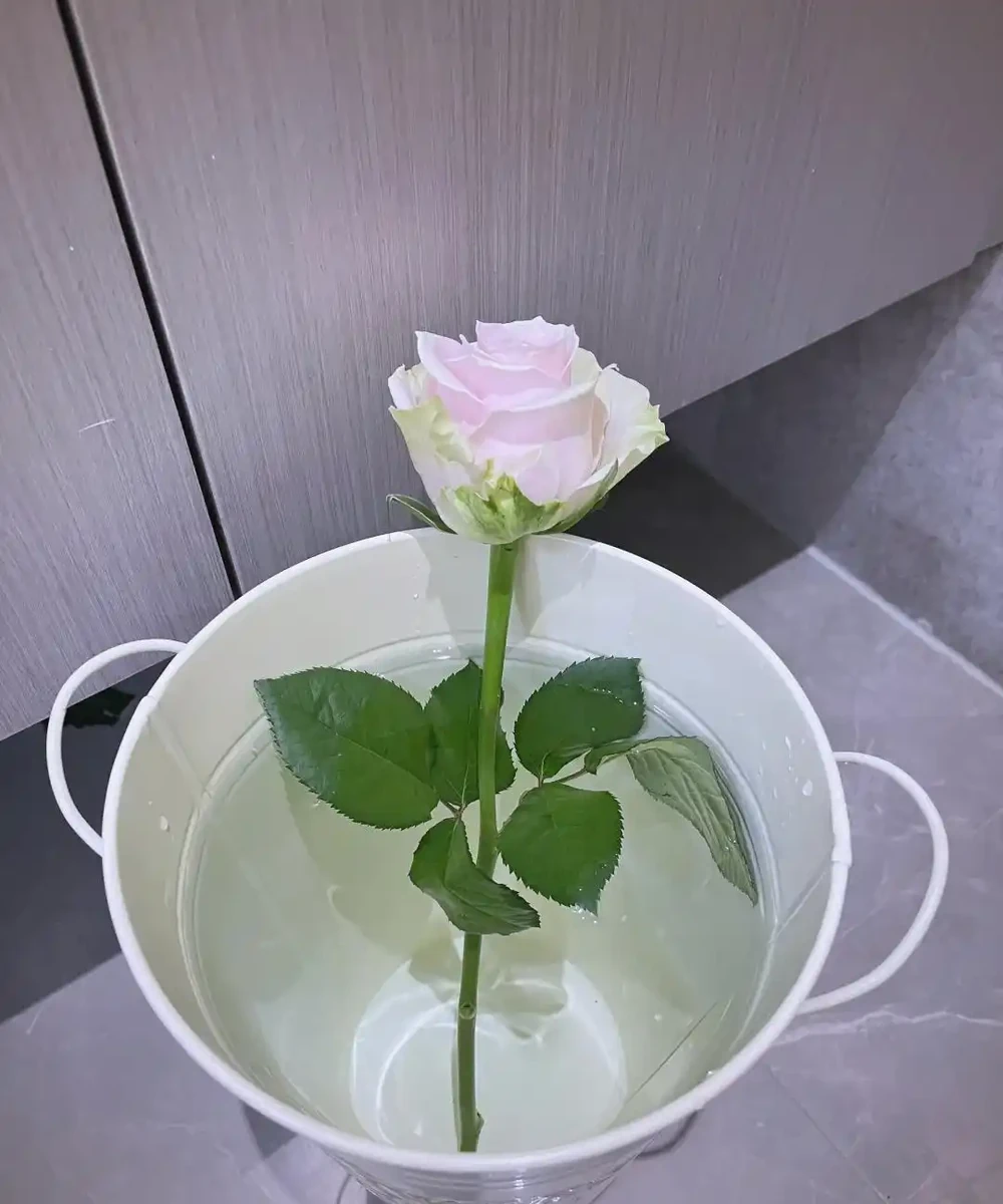 什麼是醒花?原來鮮花 「喝飽水」,能美更多天