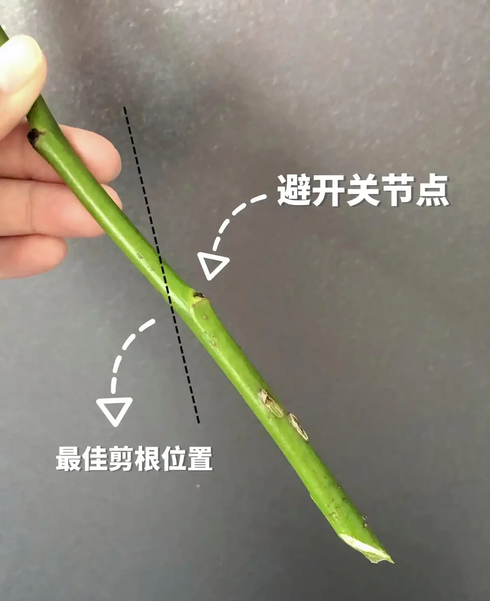 什麼是醒花?原來鮮花 「喝飽水」,能美更多天