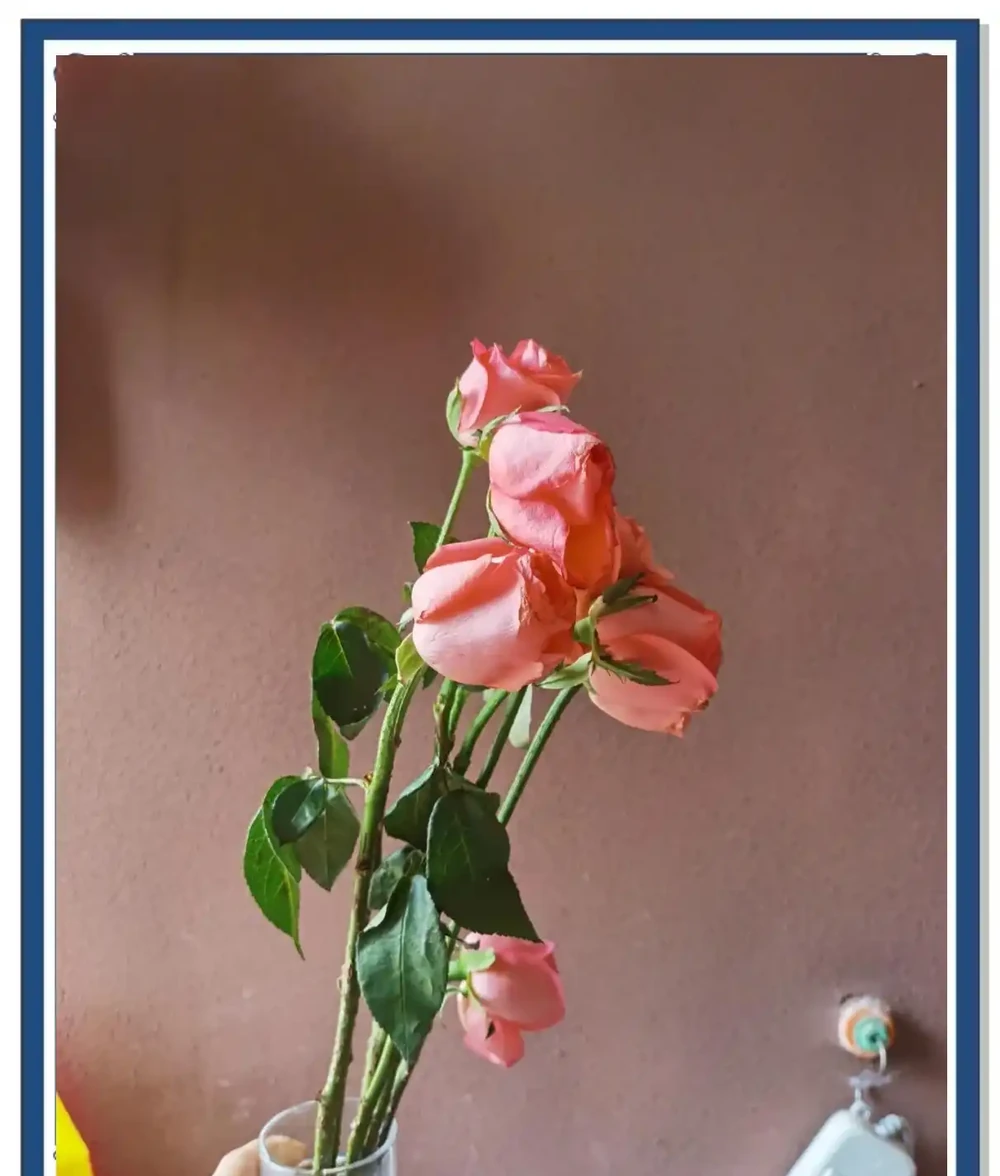 什麼是醒花?原來鮮花 「喝飽水」,能美更多天