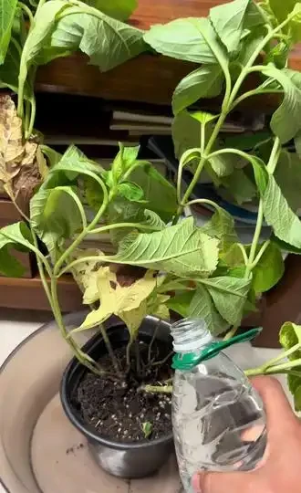 什麼是醒花?原來鮮花 「喝飽水」,能美更多天