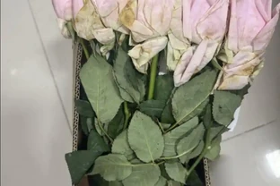 什麼是醒花？原來鮮花 「喝飽水」，能美更多天
