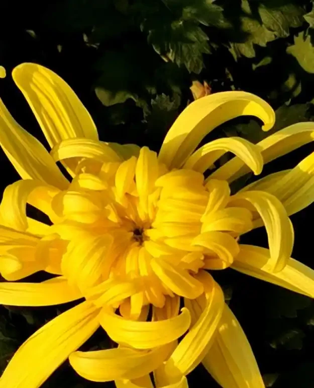 菊花怎麼插枝?菊花插枝全攻略:輕鬆培育,花開滿園