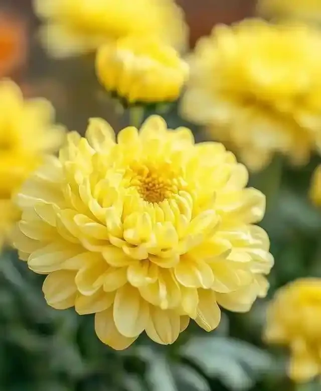 菊花怎麼插枝?菊花插枝全攻略:輕鬆培育,花開滿園