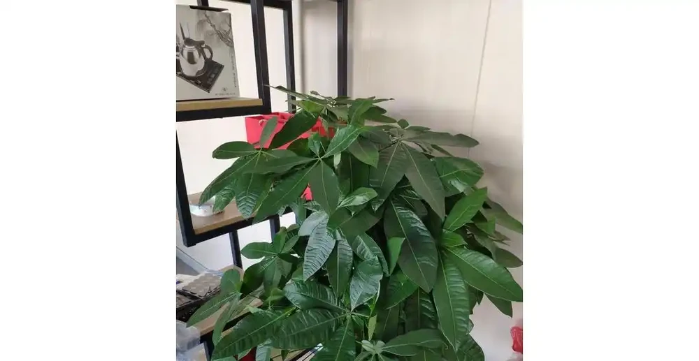 夏季發財樹怎麼澆水?學會3招,不腐根、不黃葉,枝繁葉茂長得好