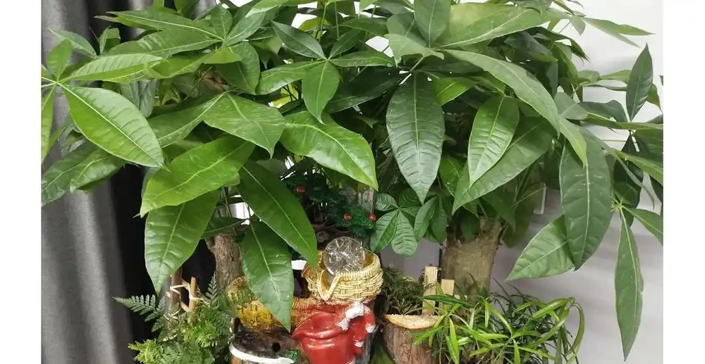 夏季發財樹怎麼澆水?學會3招,不腐根、不黃葉,枝繁葉茂長得好