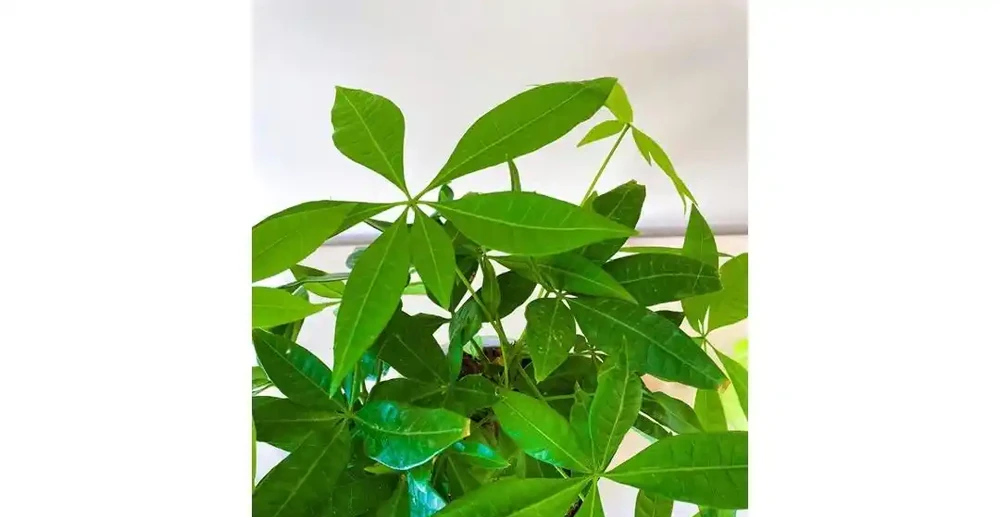 夏季發財樹怎麼澆水?學會3招,不腐根、不黃葉,枝繁葉茂長得好
