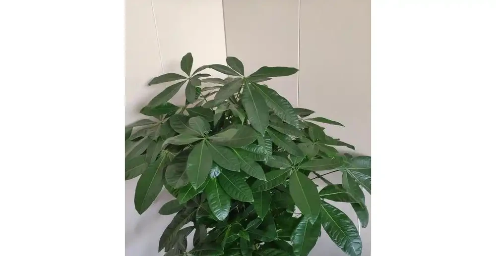 夏季發財樹怎麼澆水?學會3招,不腐根、不黃葉,枝繁葉茂長得好