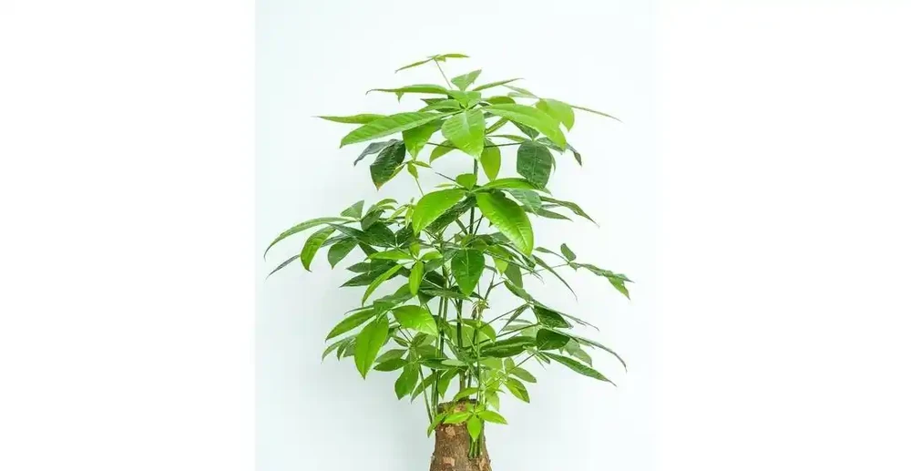 夏季發財樹怎麼澆水?學會3招,不腐根、不黃葉,枝繁葉茂長得好