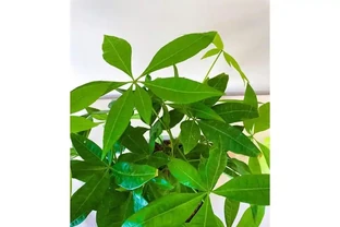 夏季發財樹怎麼澆水？學會3招，不腐根、不黃葉，枝繁葉茂長得好