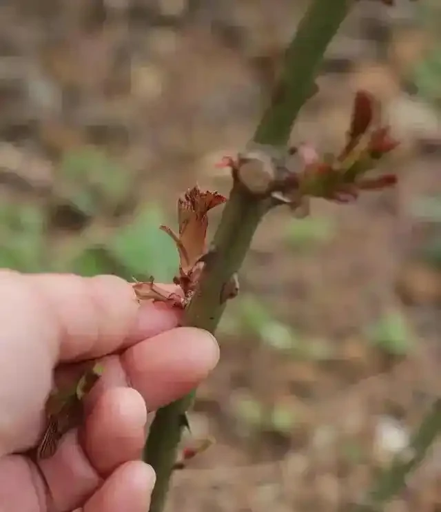 絕了!掌握3招修剪法,玫瑰小苗逆襲,花朵碩大開滿盆