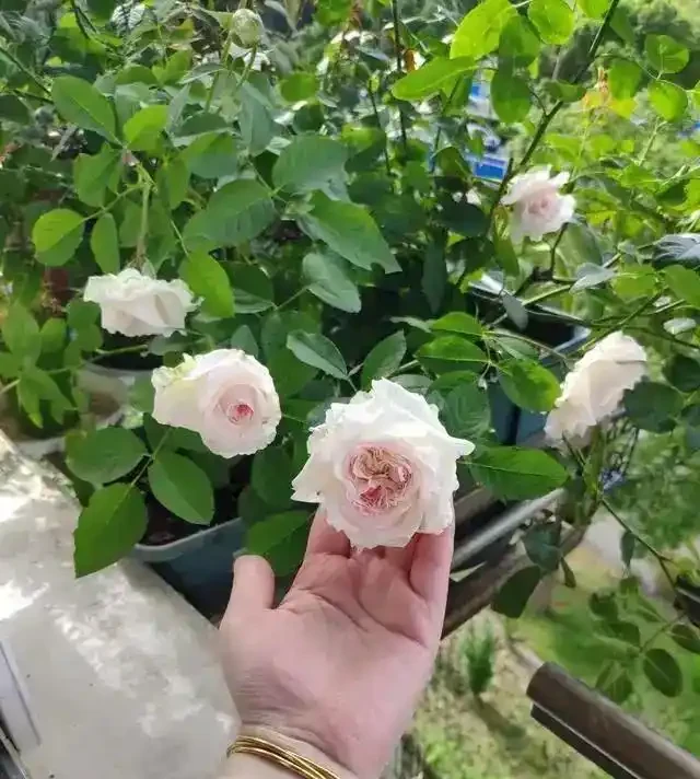 絕了!掌握3招修剪法,玫瑰小苗逆襲,花朵碩大開滿盆